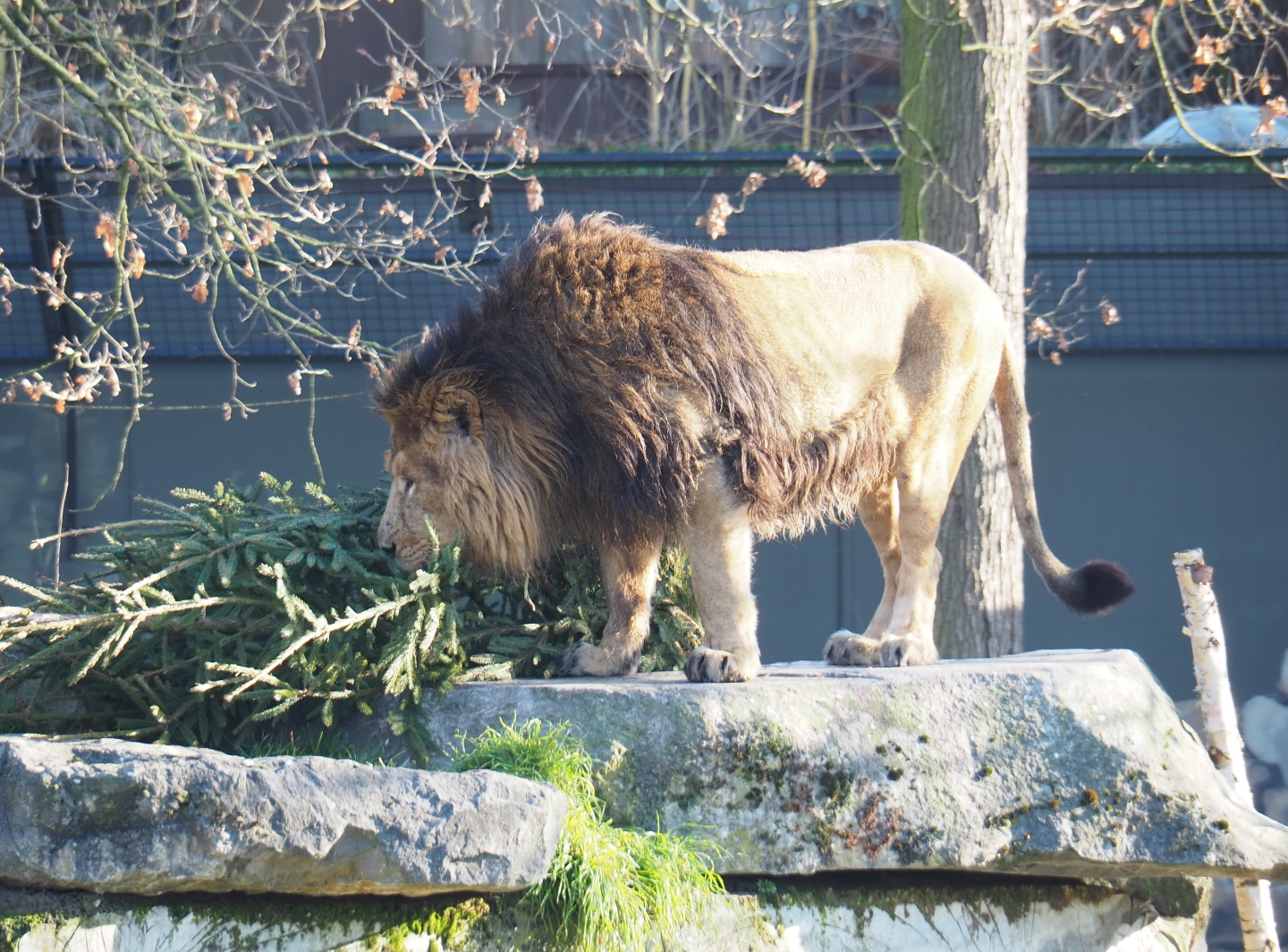 Asiatic lion (Panthera leo persica) sniffing recycled Christmas tree, Feb 16th, 2019