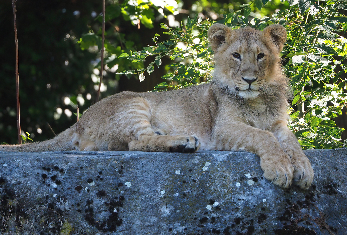Asiatic lion (Panthera leo persica) Wishu, 2022-06-15