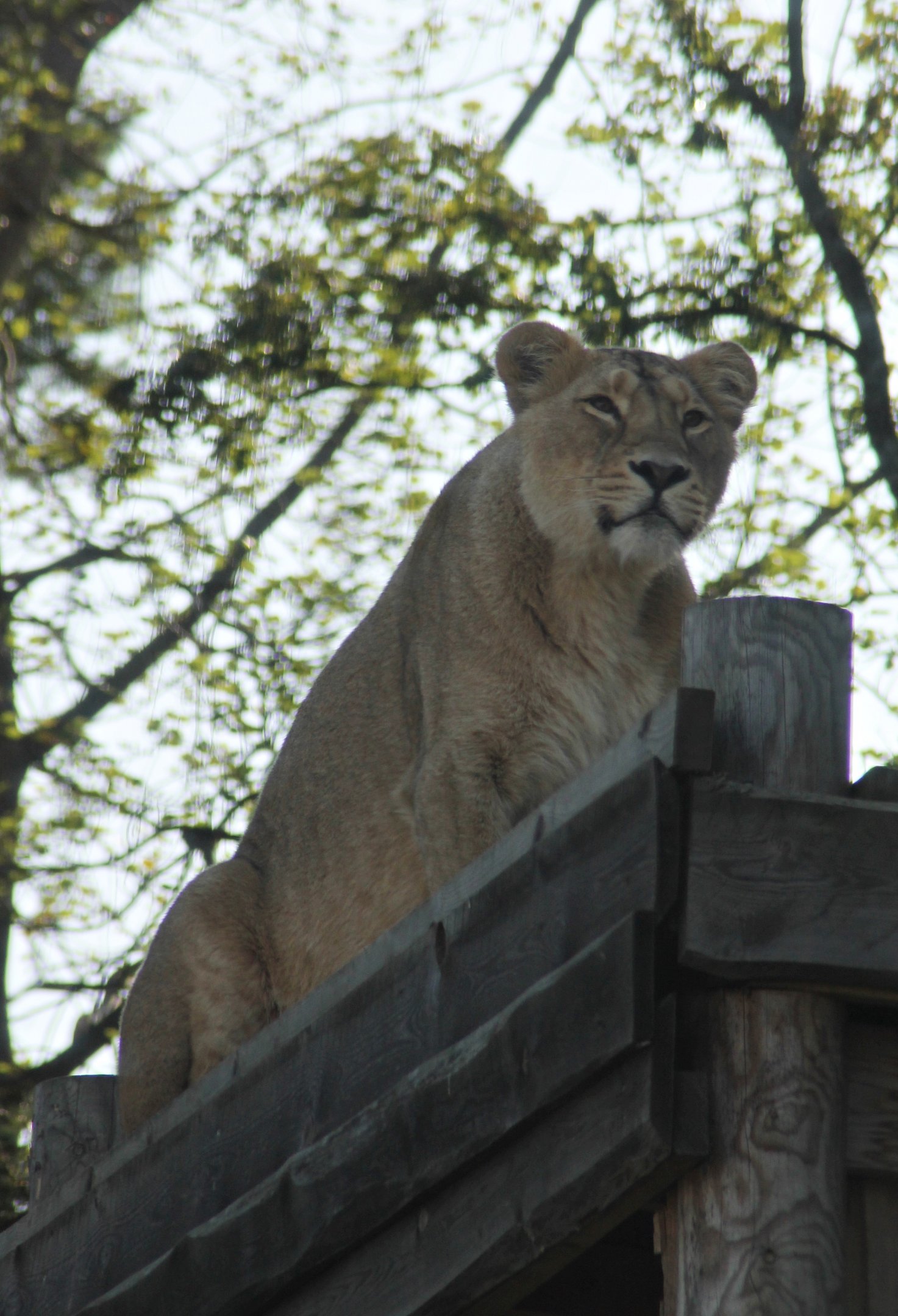 Asiatic lion (Panthera leo persica)