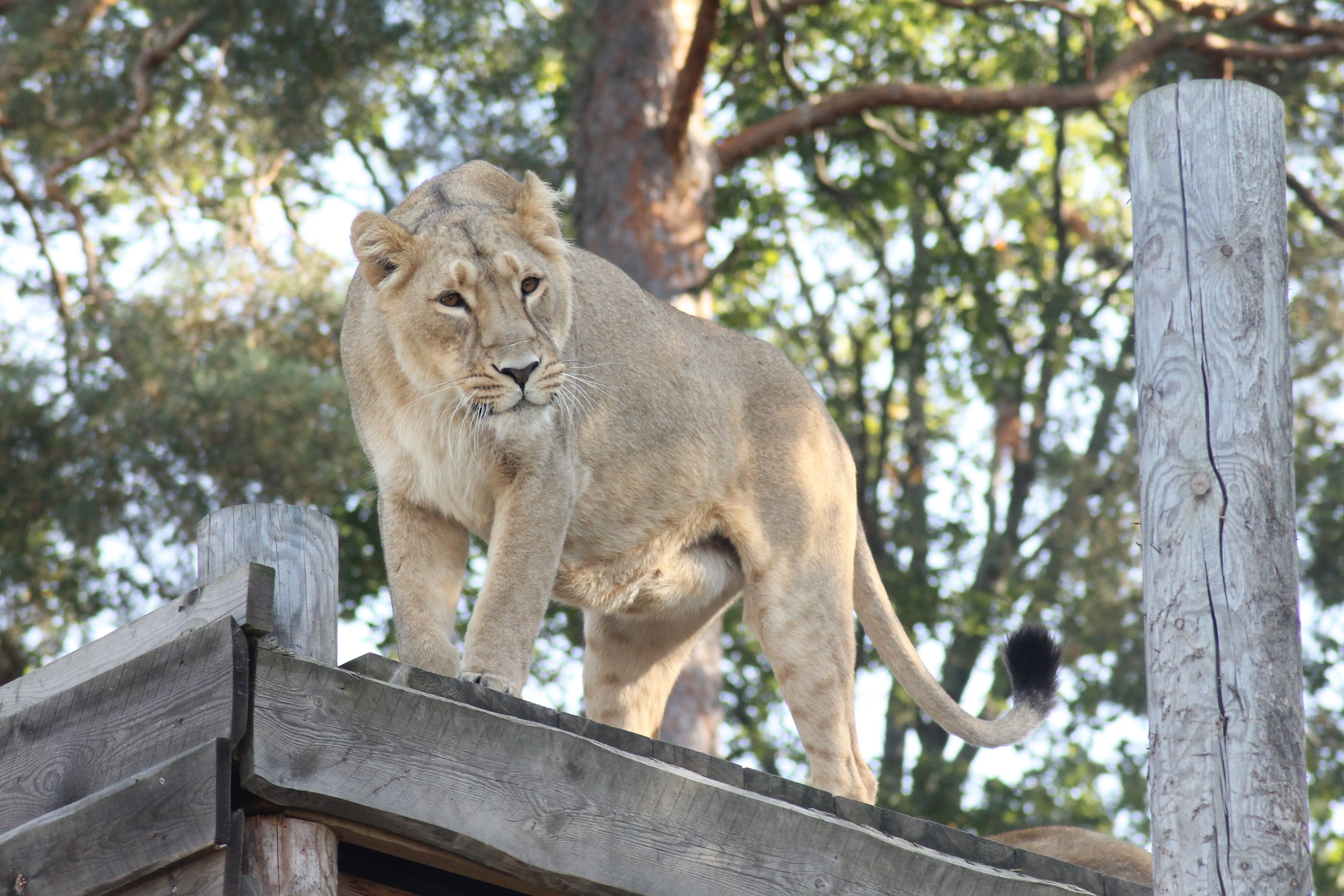 Asiatic lion (Panthera leo persica)