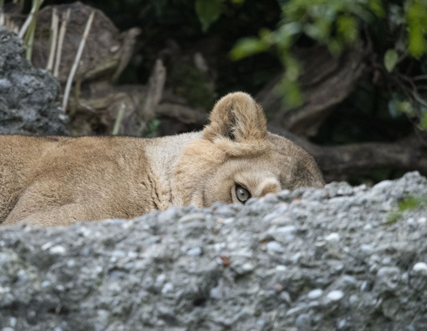 Asiatic lion (Panthera leo persica)