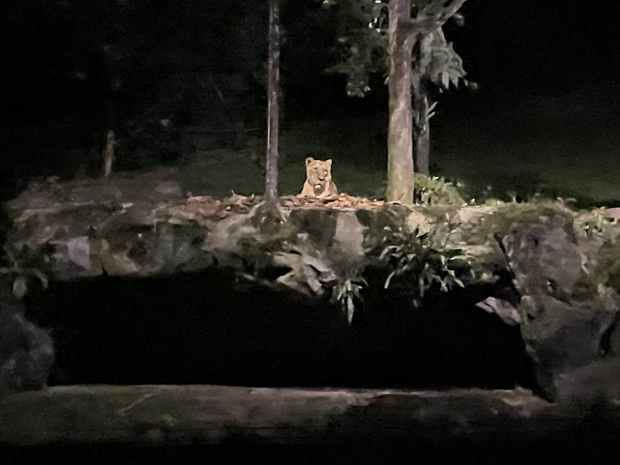 Asiatic Lion (Panthera leo persica)
