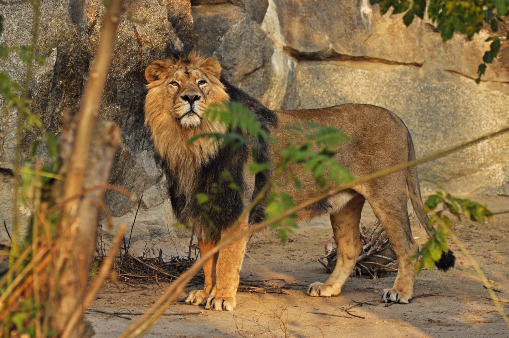 Asiatic lion (Panthera leo persicus)