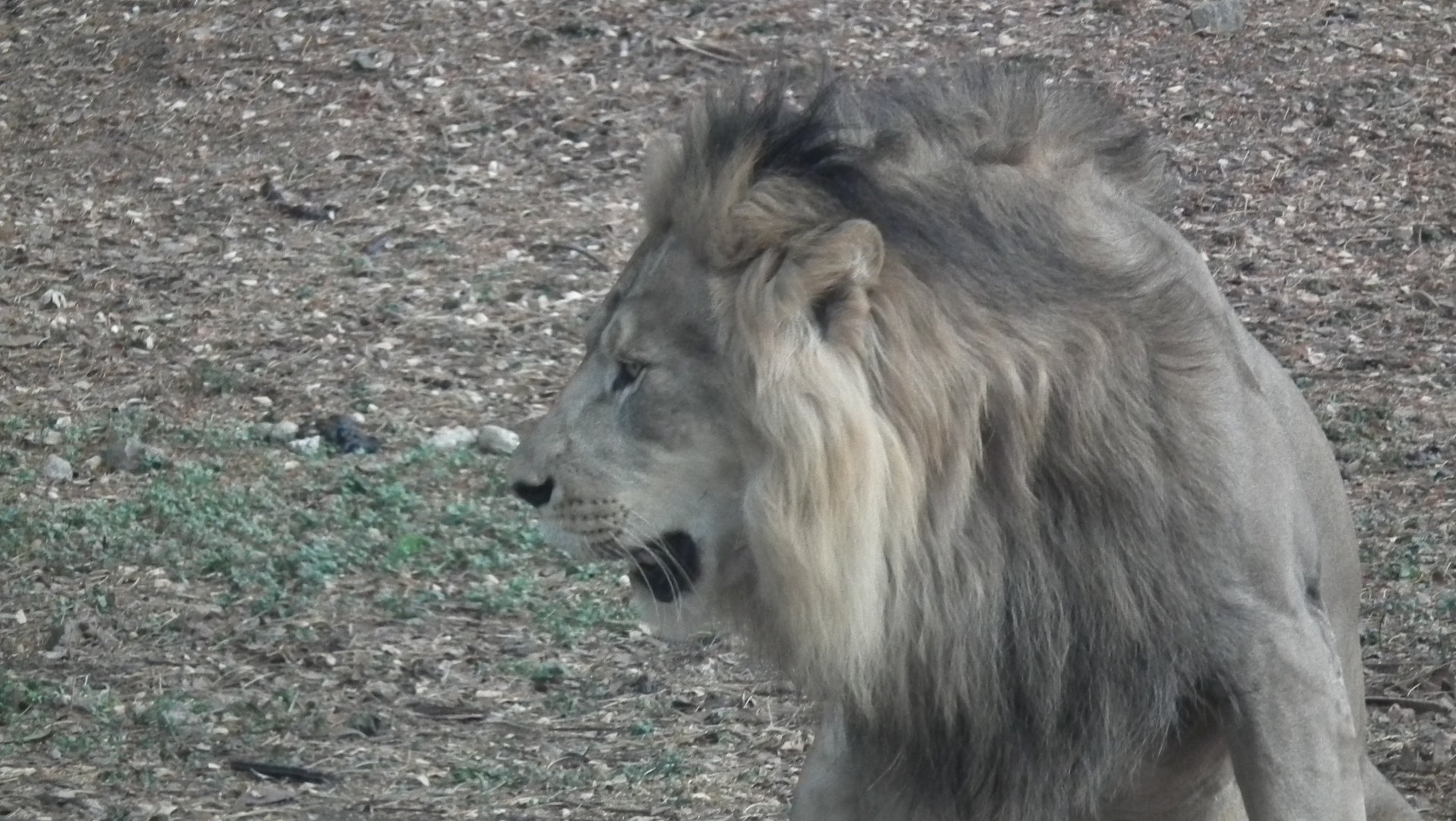 Asiatic Lion (Panthera leo)