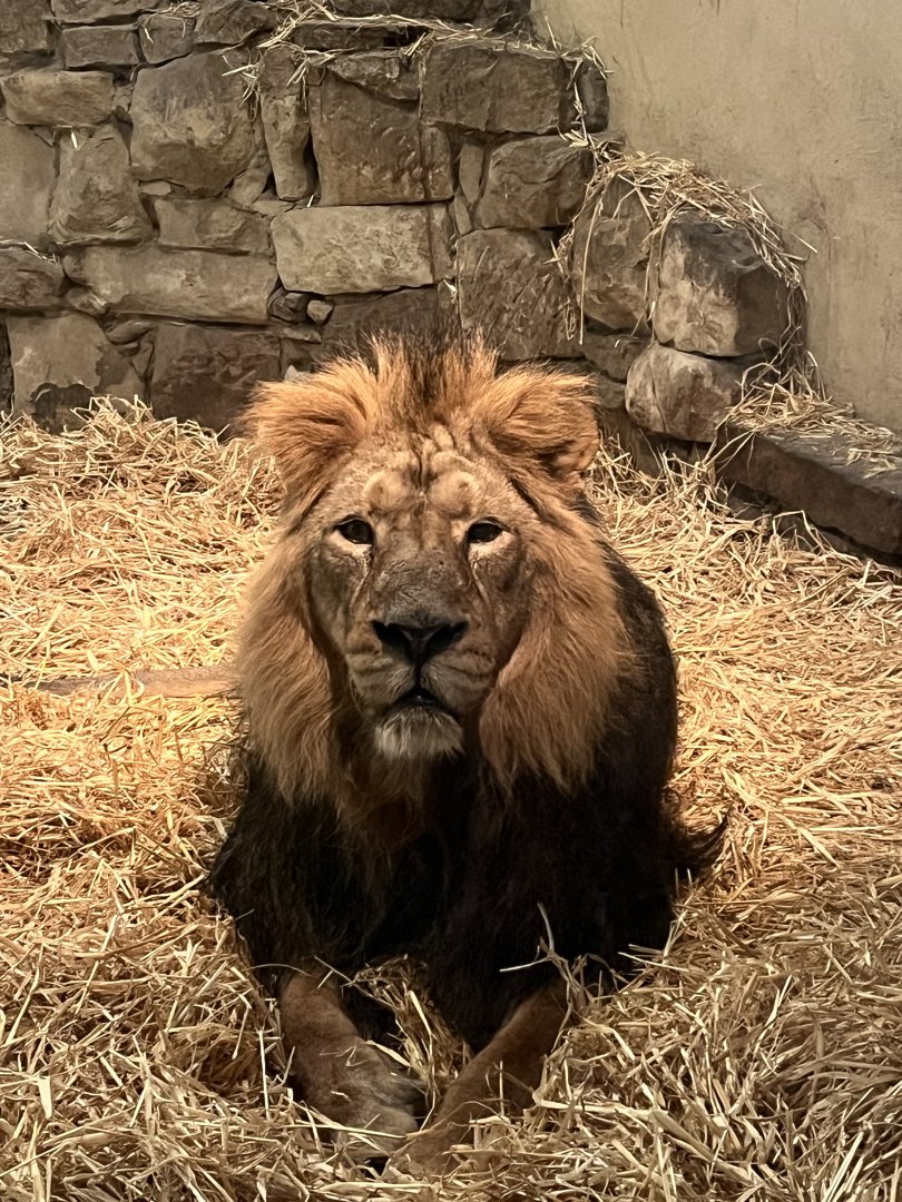 Asiatic lion portrait (wish my camera has been charged!)