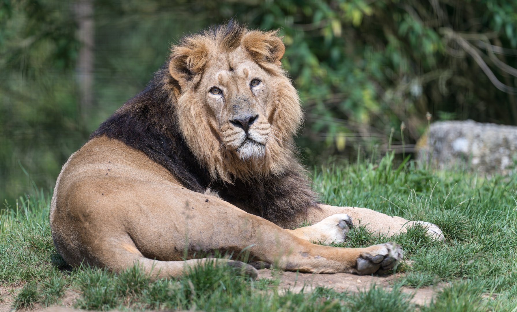 Asiatic Lion (Rana), (m), CWP, UK