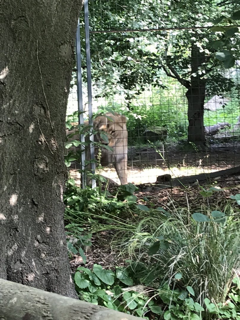 Asiatic Lion “Roberta”