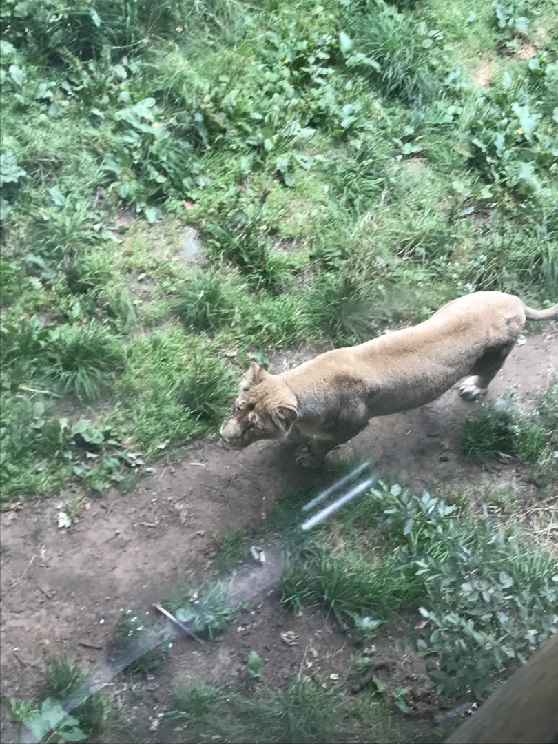 Asiatic lion “Roberta”