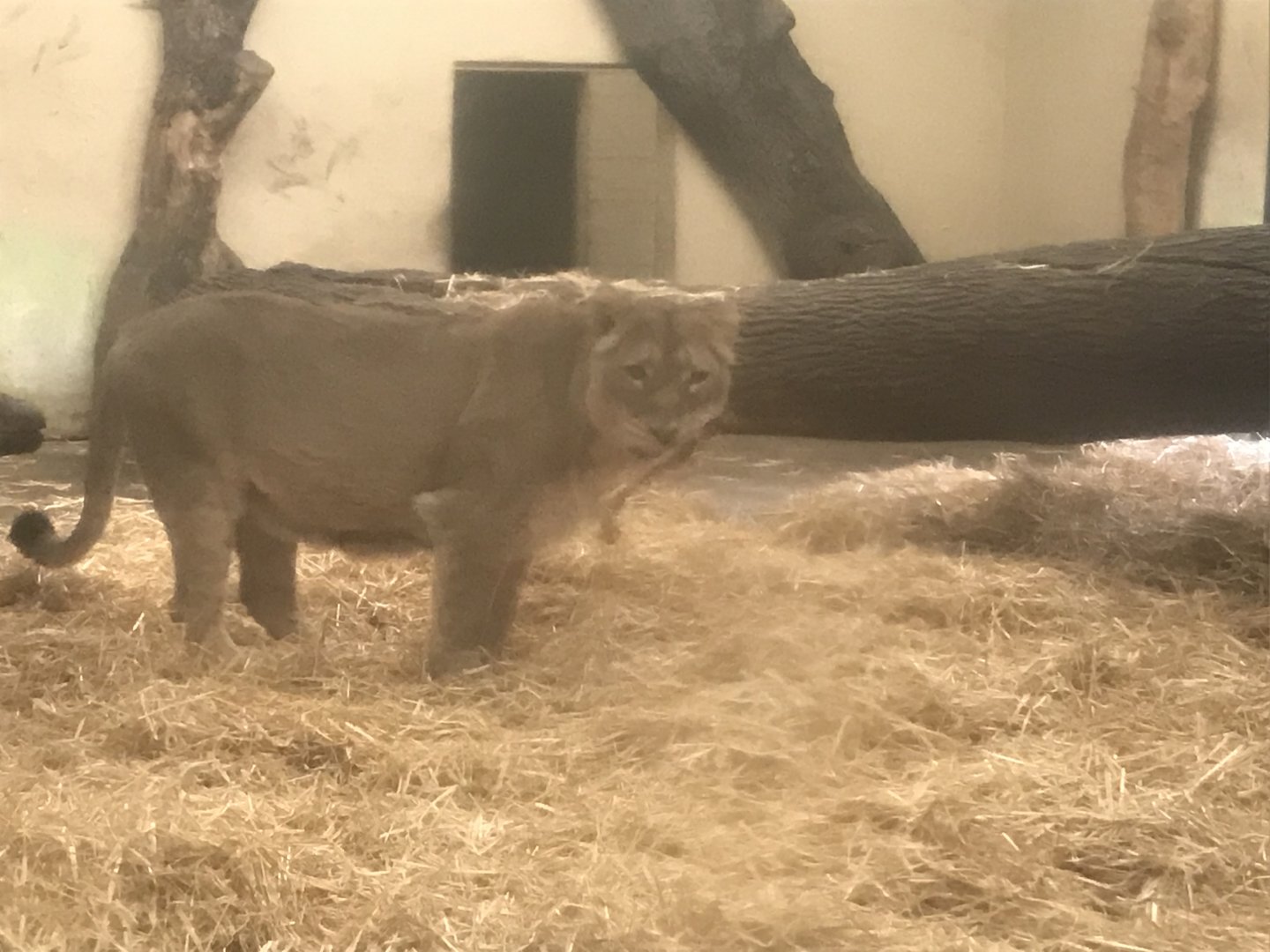 Asiatic lion “Roberta”