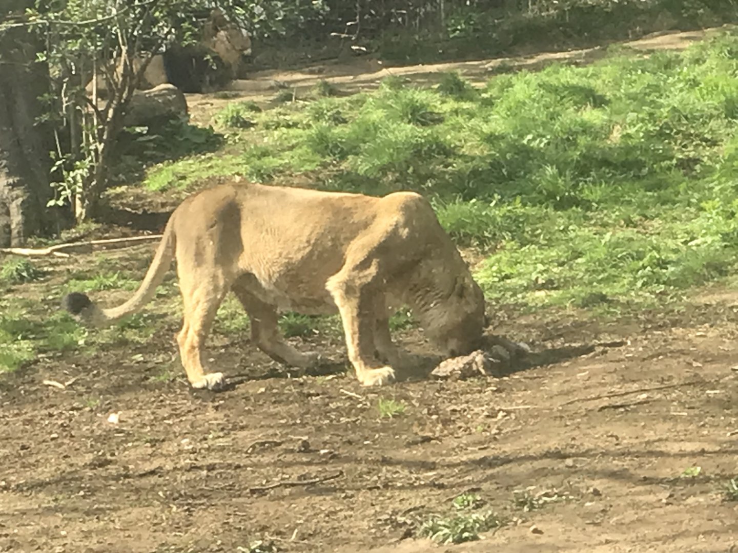 Asiatic lion “Roberta”