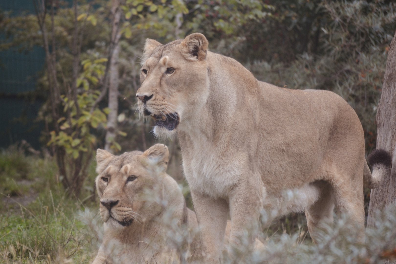 Asiatic Lion - Sept 2022