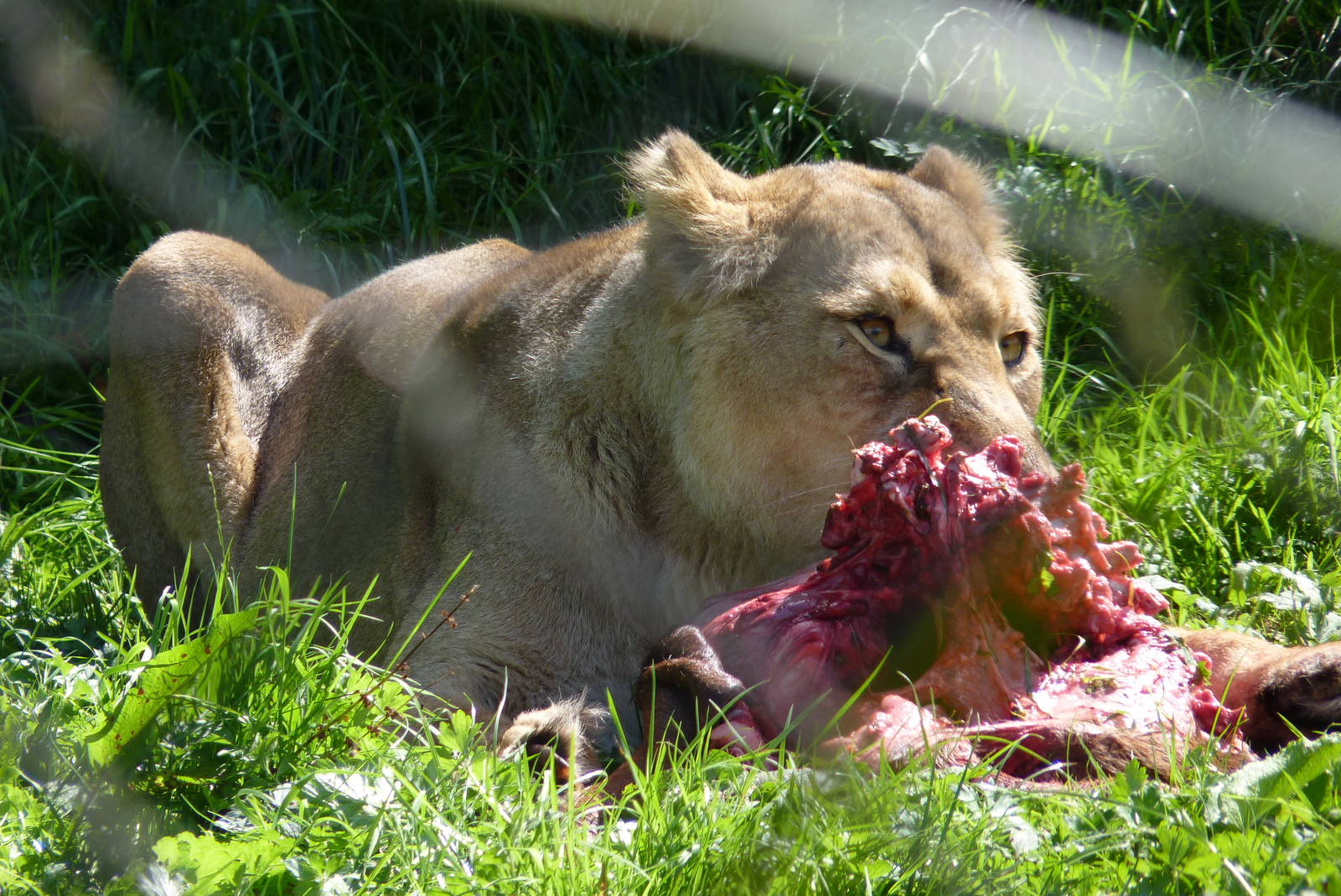 Asiatic Lion, September 2016