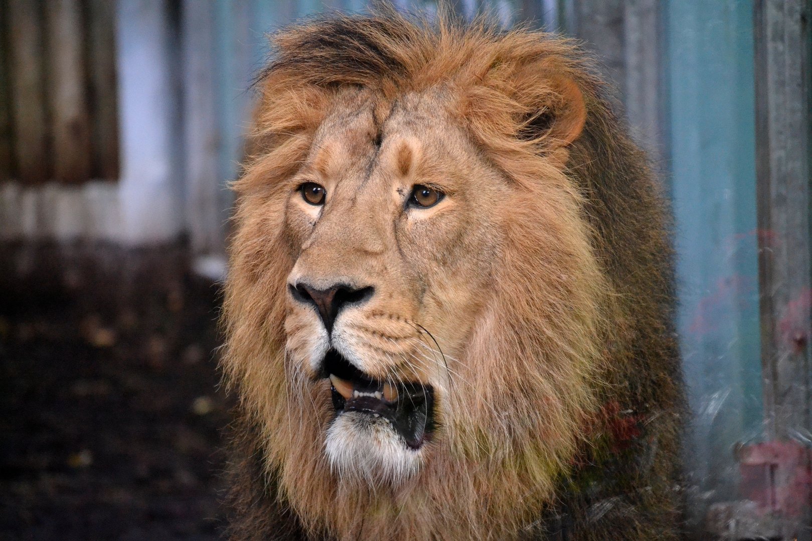 Asiatic Lion - September 2016