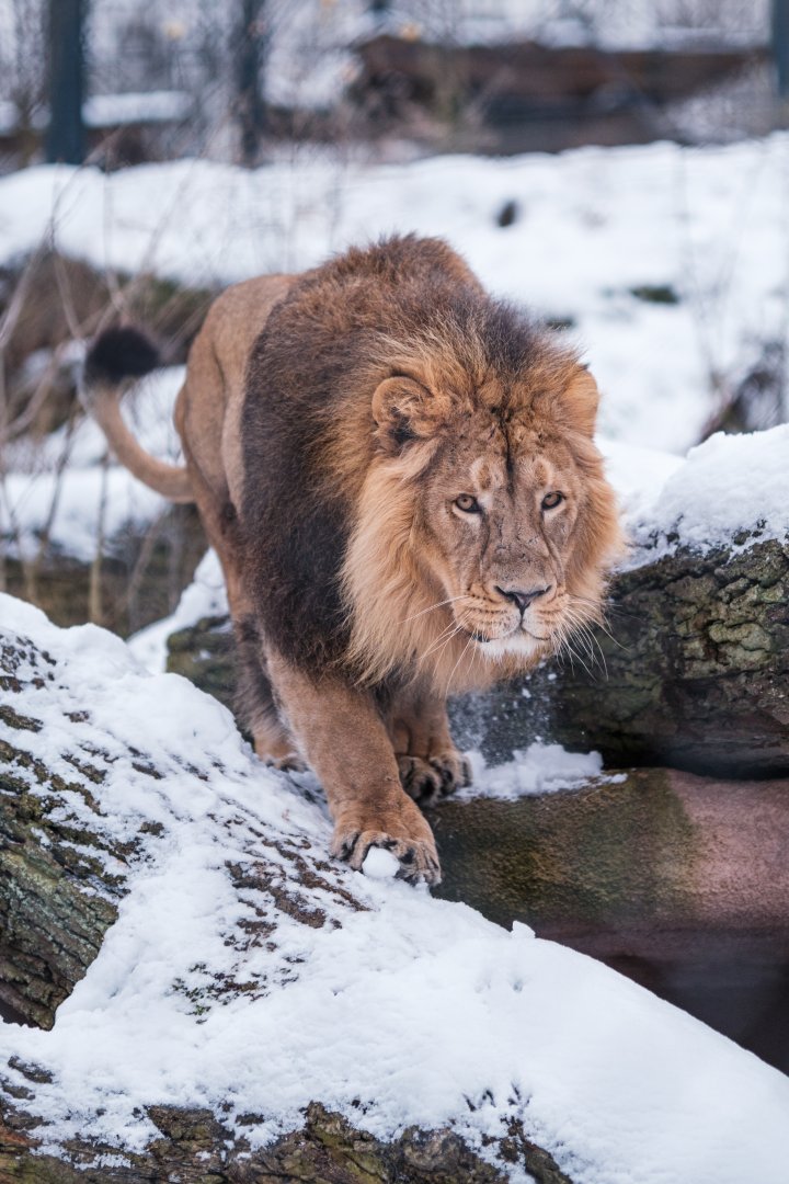 Asiatic lion "Shapur" at Schwerin Zoo