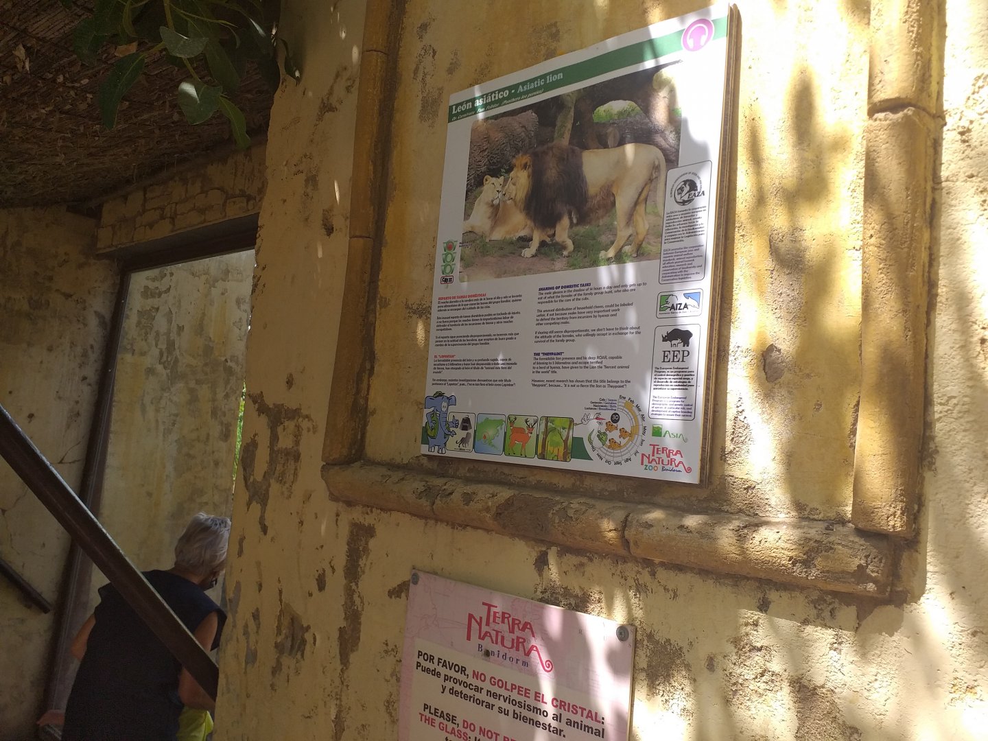 Asiatic lion sign -TerraNatura Benidorm (2021)