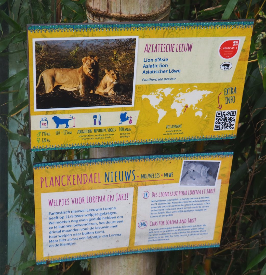 Asiatic lion signage, 2021-11-06