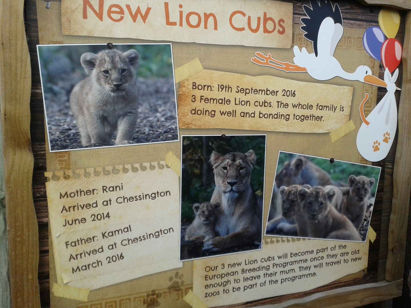 Asiatic Lion signage