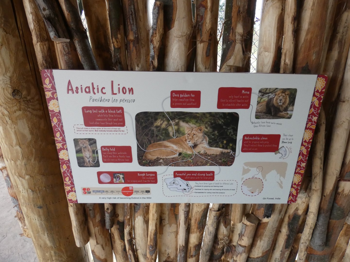Asiatic Lion signage