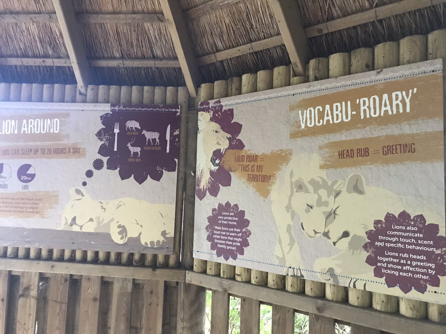 Asiatic lion signage