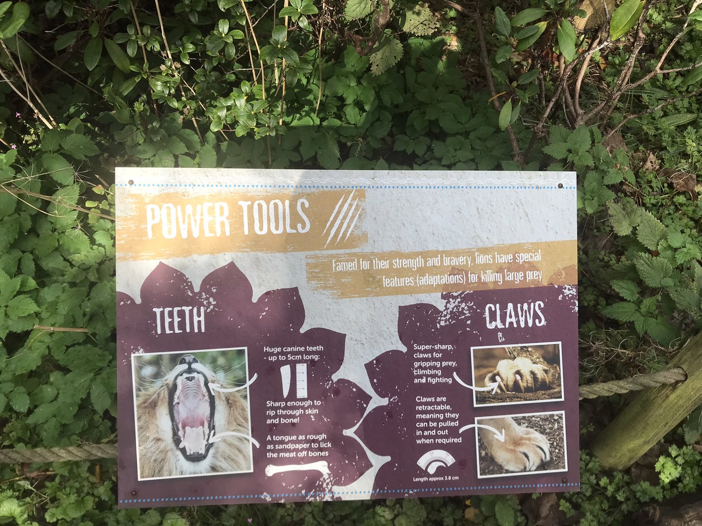 Asiatic lion signage