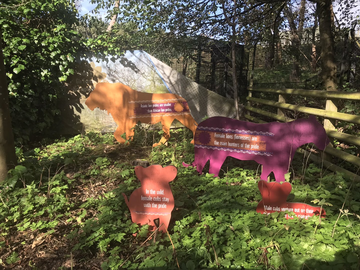 Asiatic lion signage