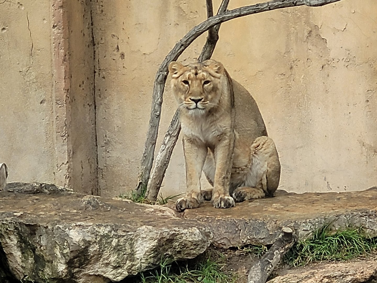 Asiatic lion -TerraNatura Benidorm (2022)