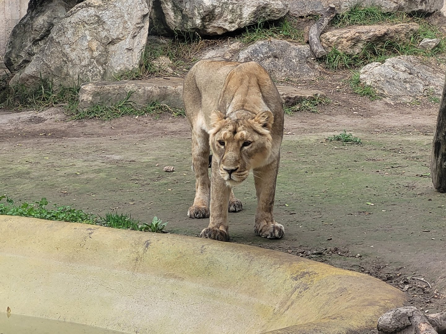Asiatic lion -TerraNatura Benidorm (2022)