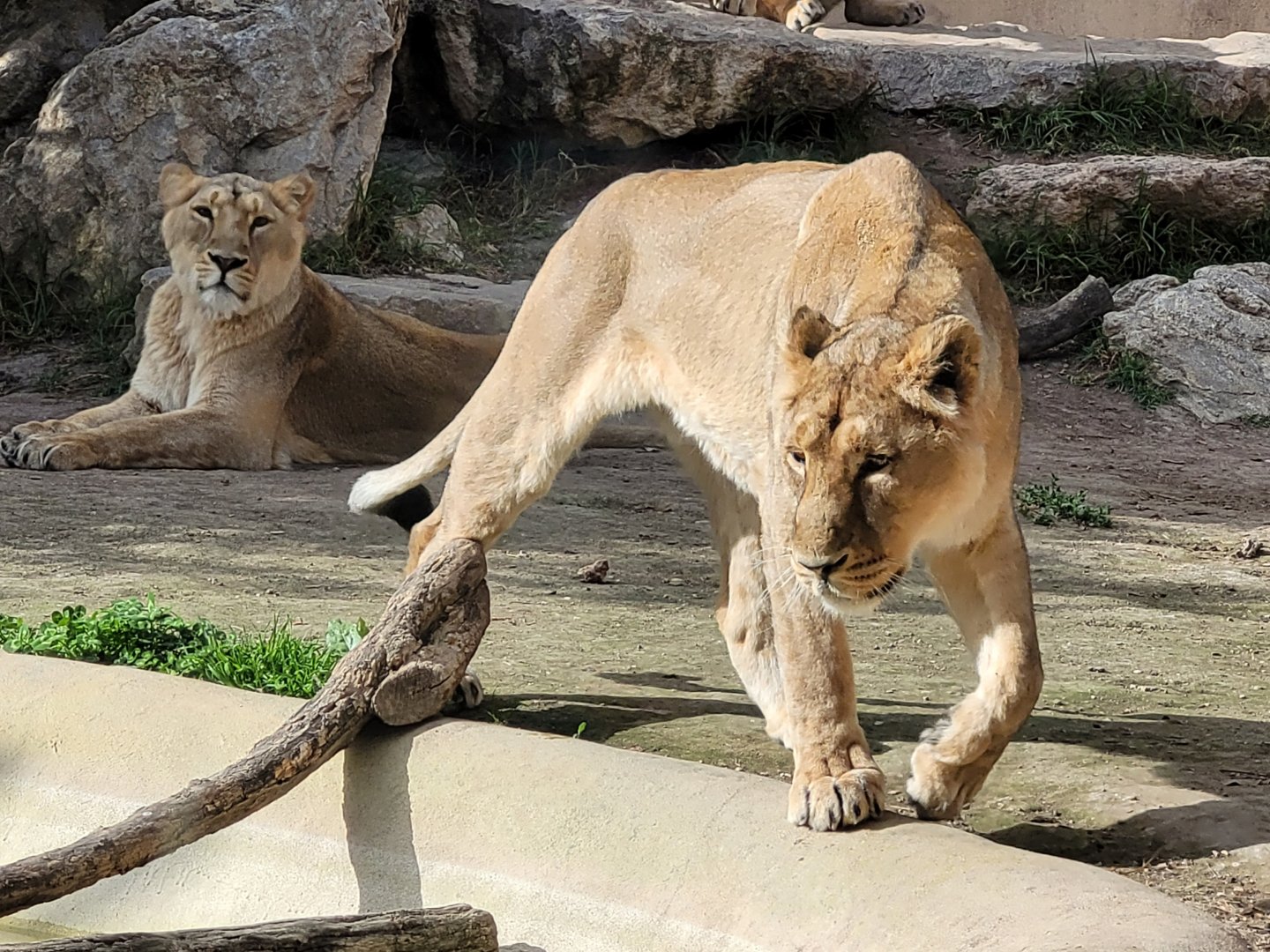 Asiatic lion -TerraNatura Benidorm (2022)