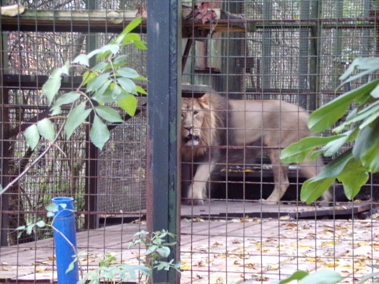 Asiatic lion (unfortunately pacing) 19.11.23