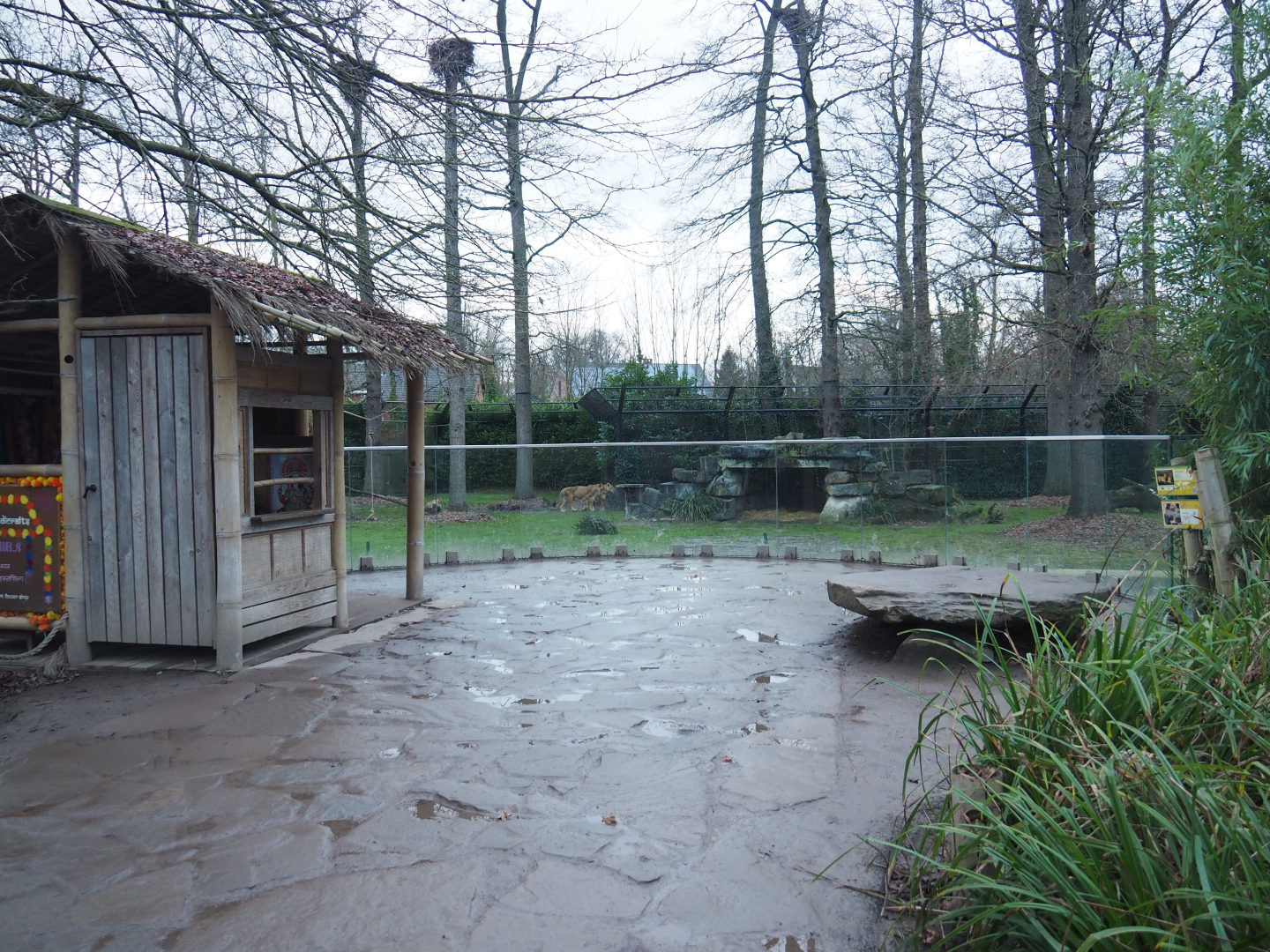 Asiatic lion viewing area, 2022-01-02