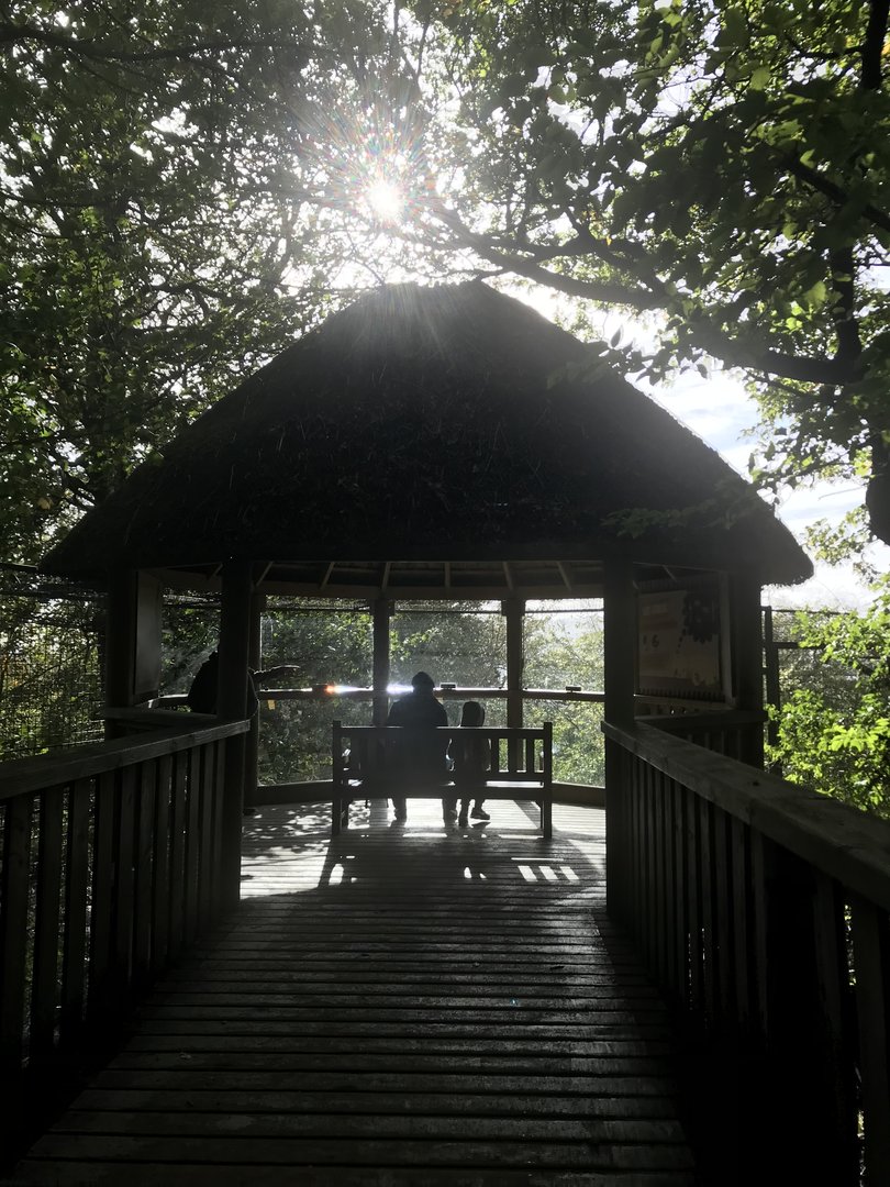 Asiatic lion viewing hut