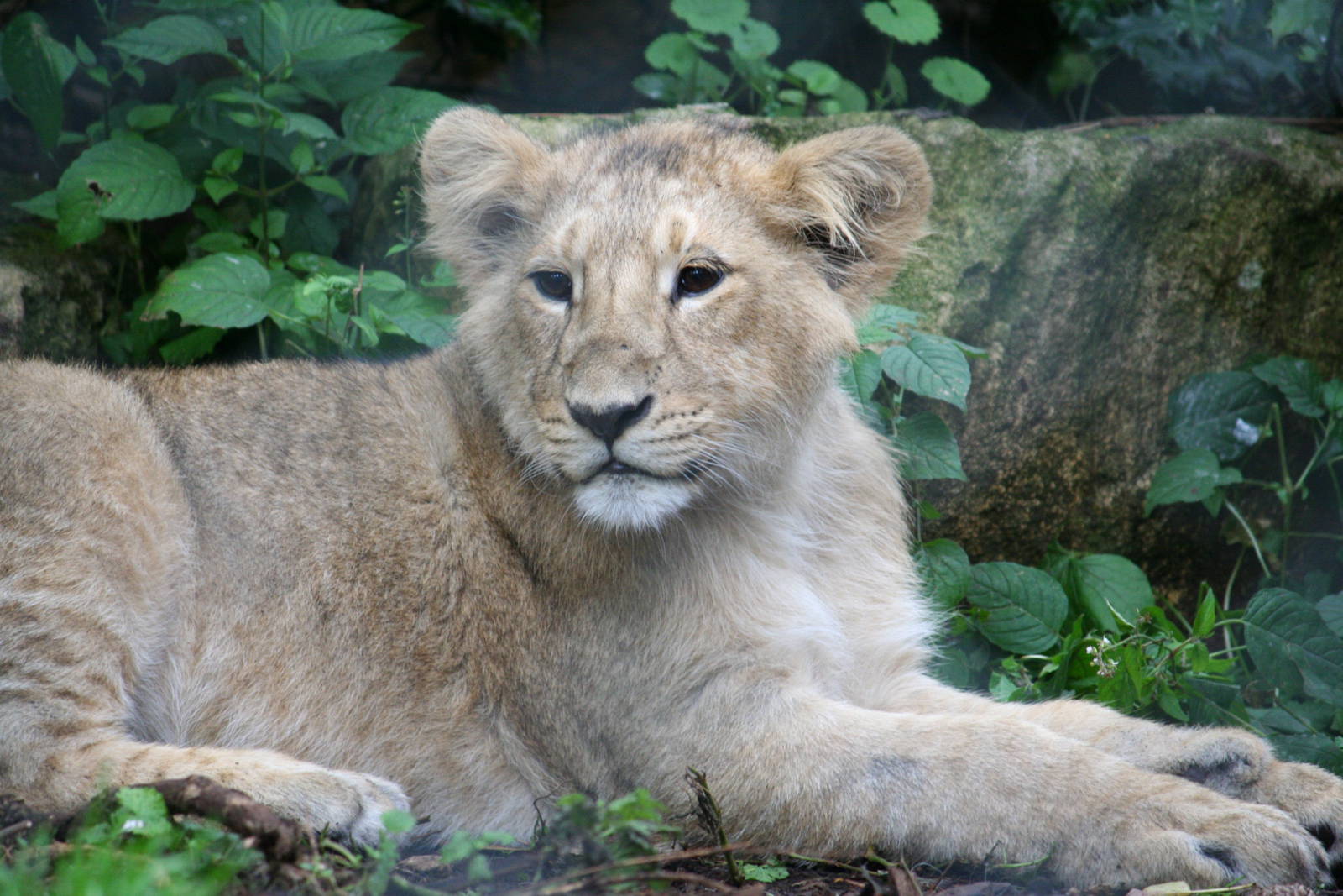 Asiatic lion youngster
