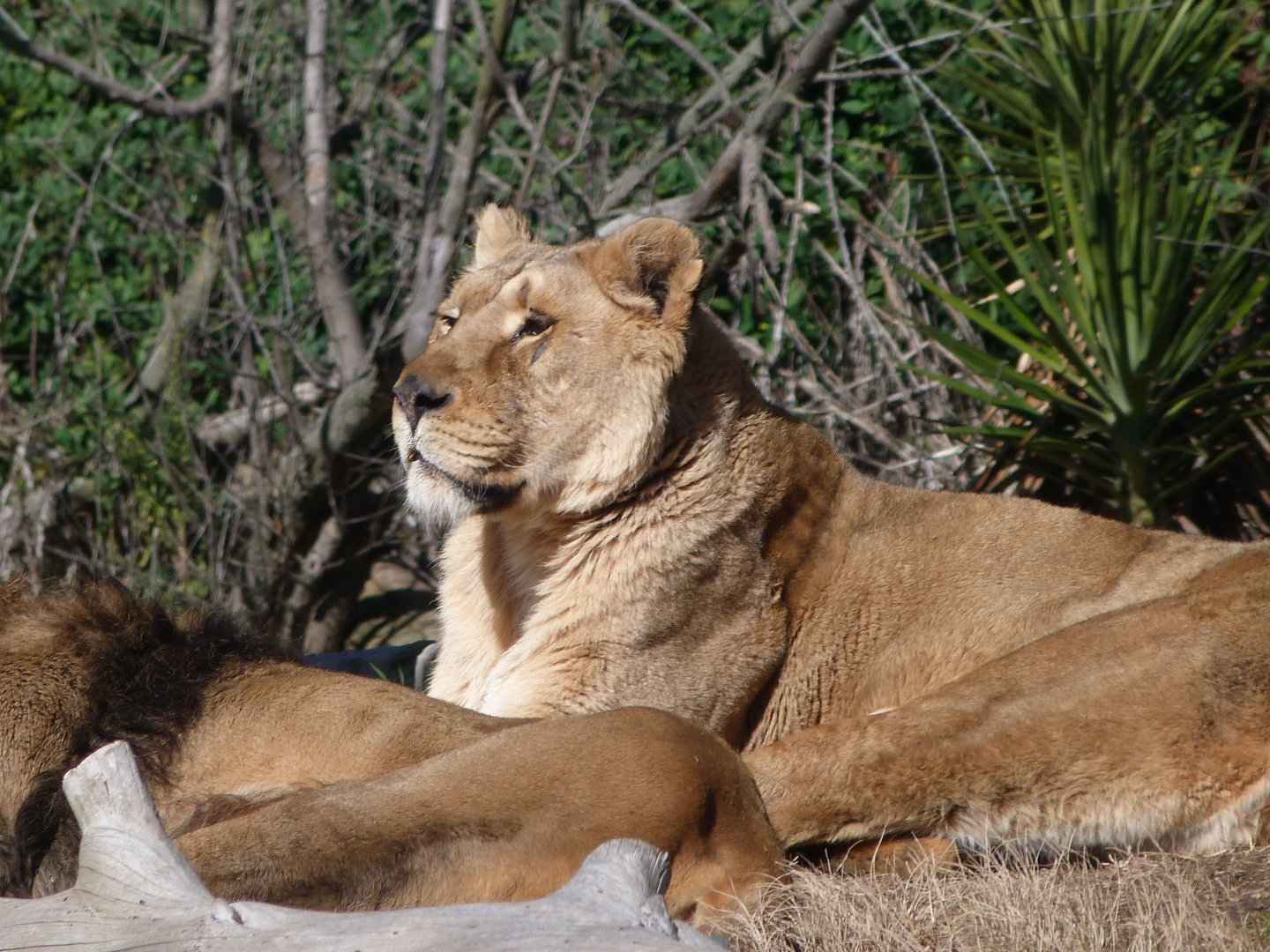Asiatic lion -Zoo Aquarium de Madrid (2025)