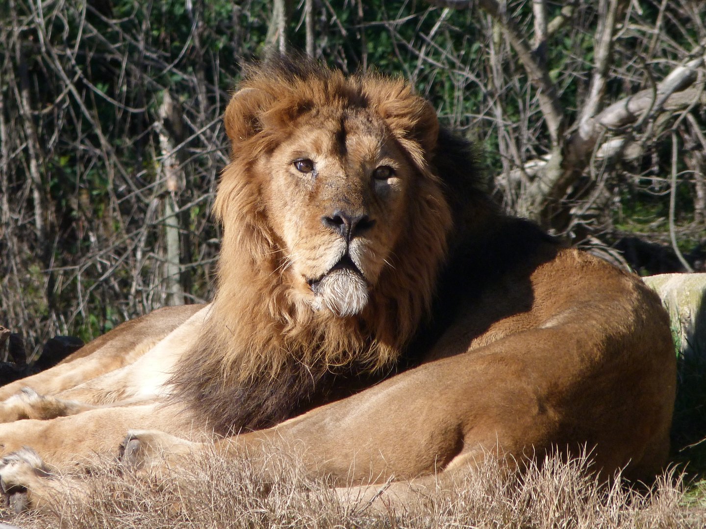 Asiatic lion -Zoo Aquarium de Madrid (2025)