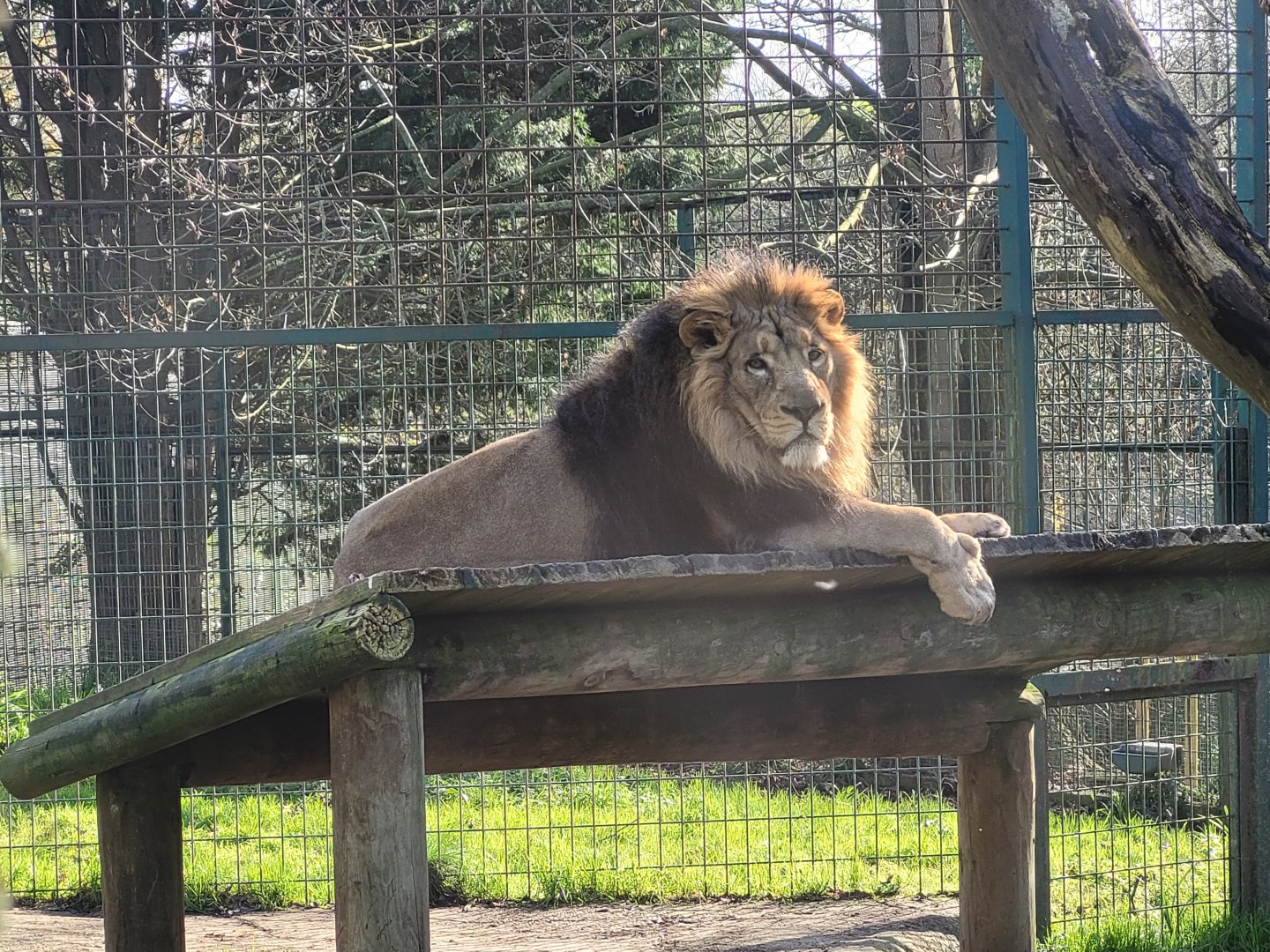 Asiatic lion -Zoo de Santillana del Mar (2023)