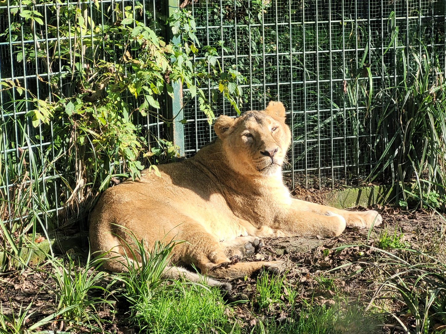 Asiatic lion -Zoo de Santillana del Mar (2023)