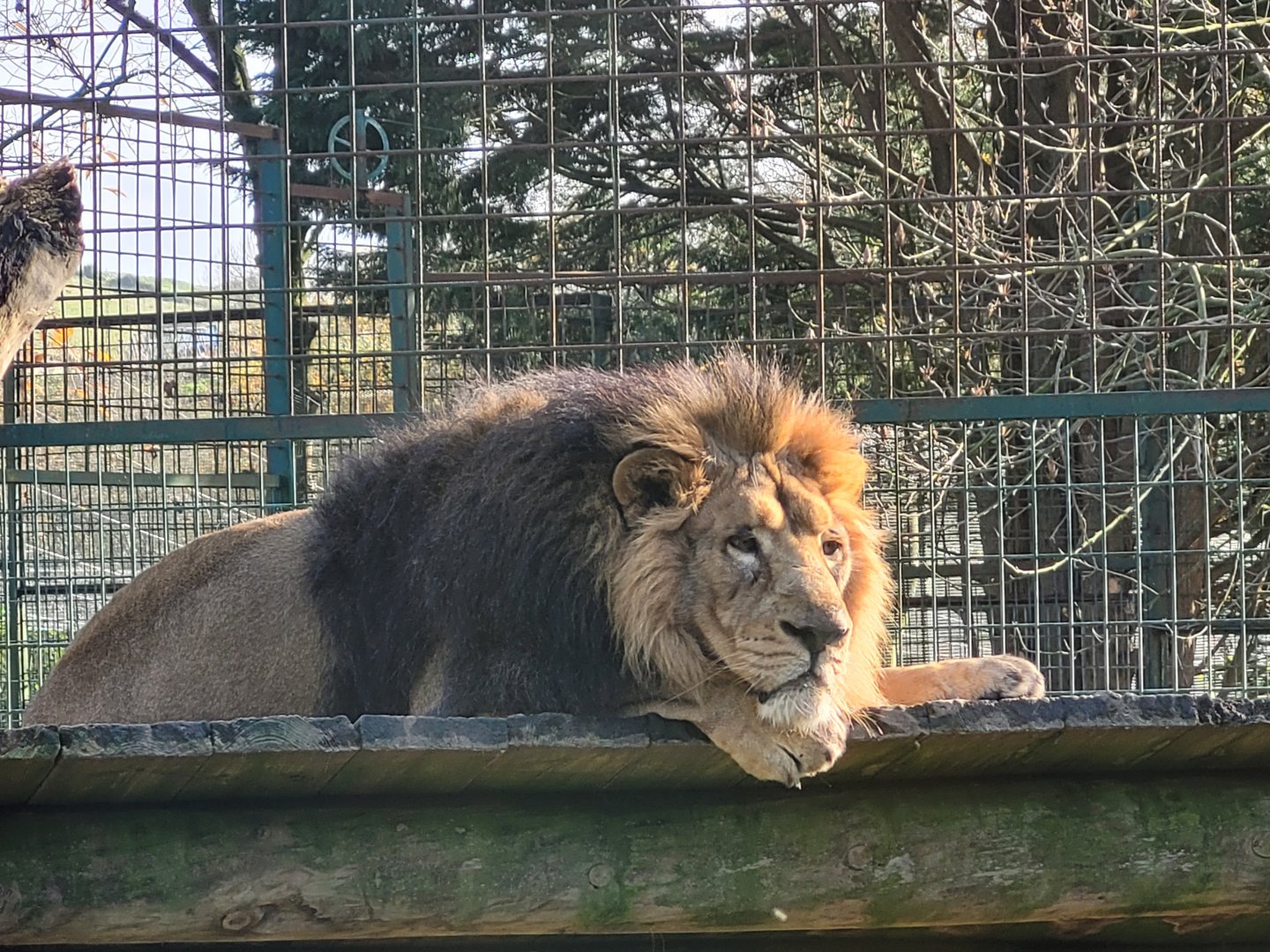 Asiatic lion -Zoo de Santillana del Mar (2023)