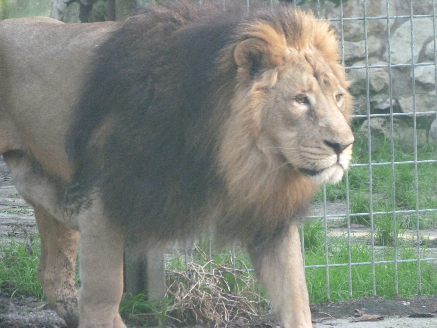 Asiatic lion -Zoo de Santillana del Mar (2024)