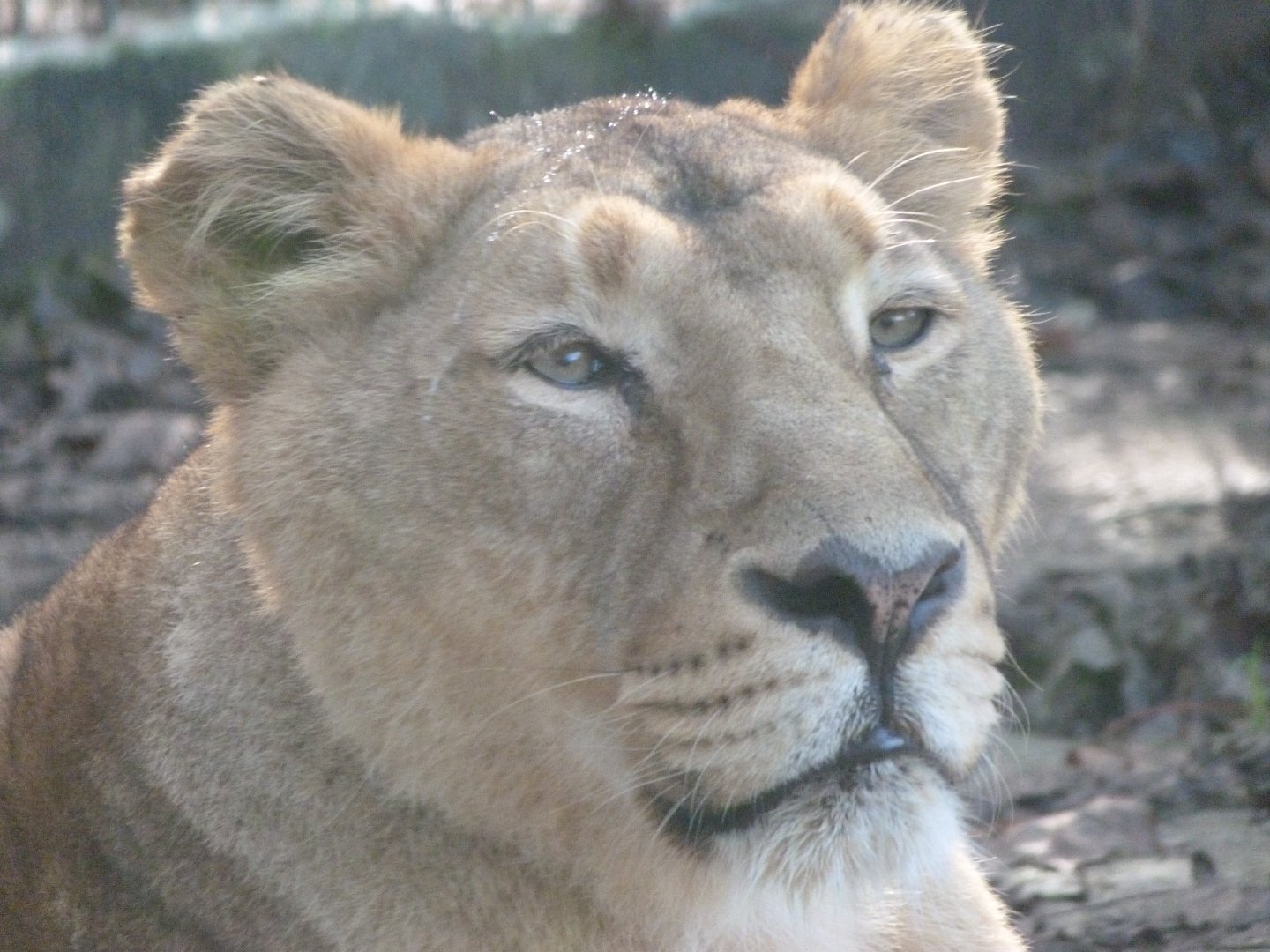 Asiatic lion -Zoo de Santillana del Mar (2024)