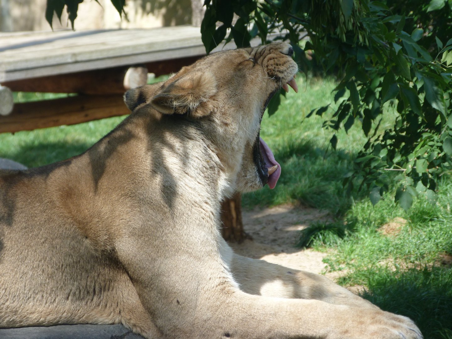 Asiatic lion -Zoo Praha (2025)
