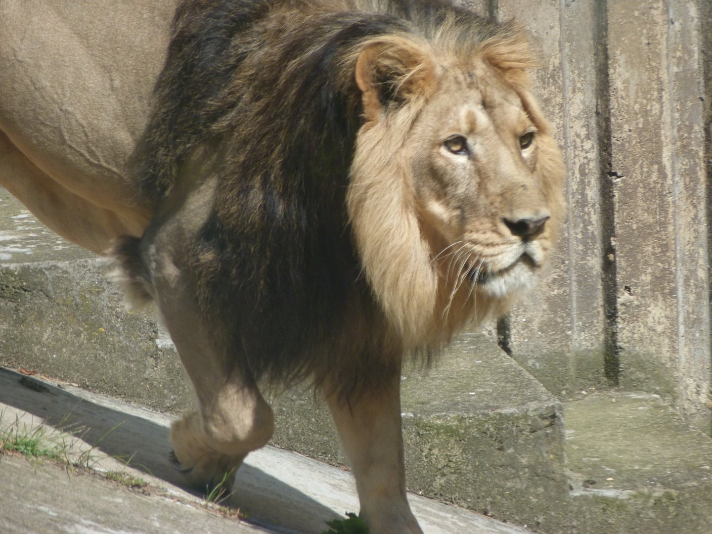 Asiatic lion -Zoo Praha (2025)