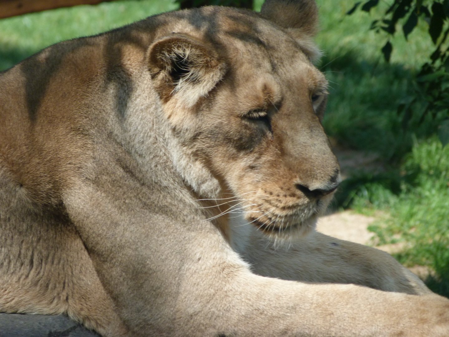 Asiatic lion -Zoo Praha (2025)