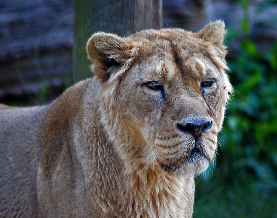 Asiatic Lion