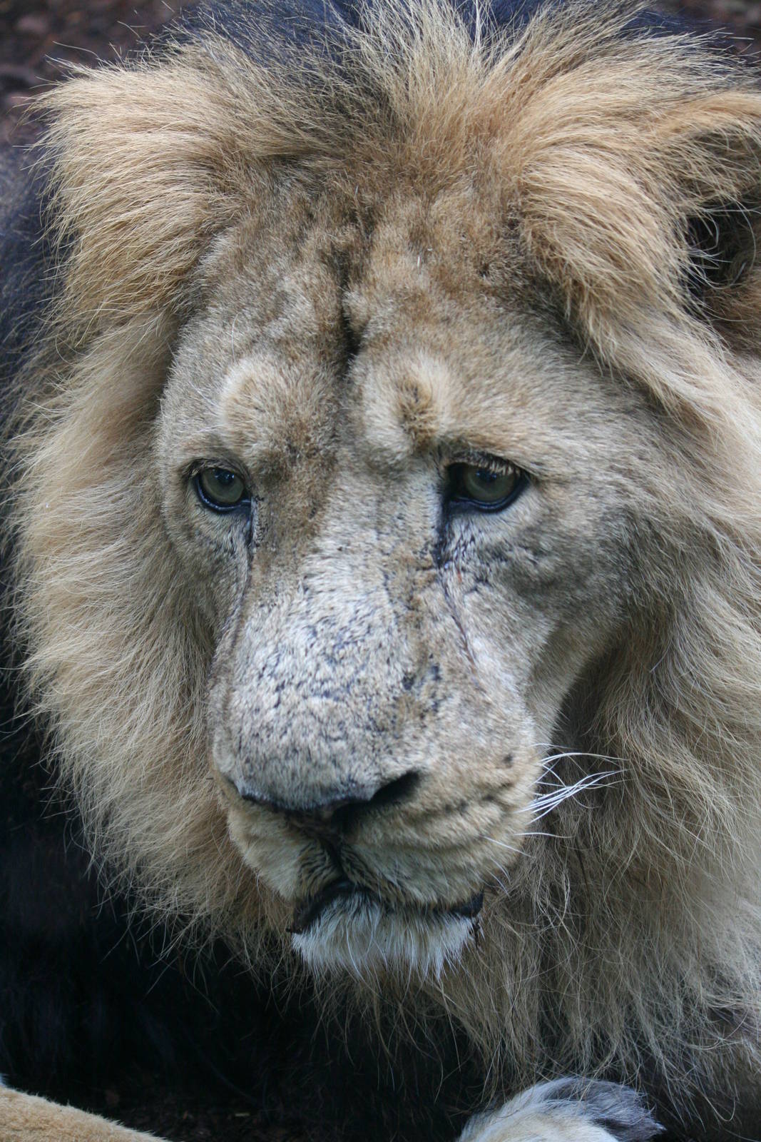 Asiatic lion