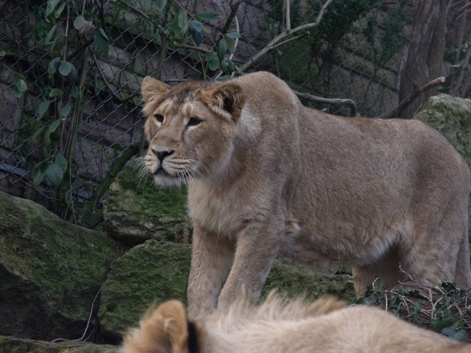 asiatic lion