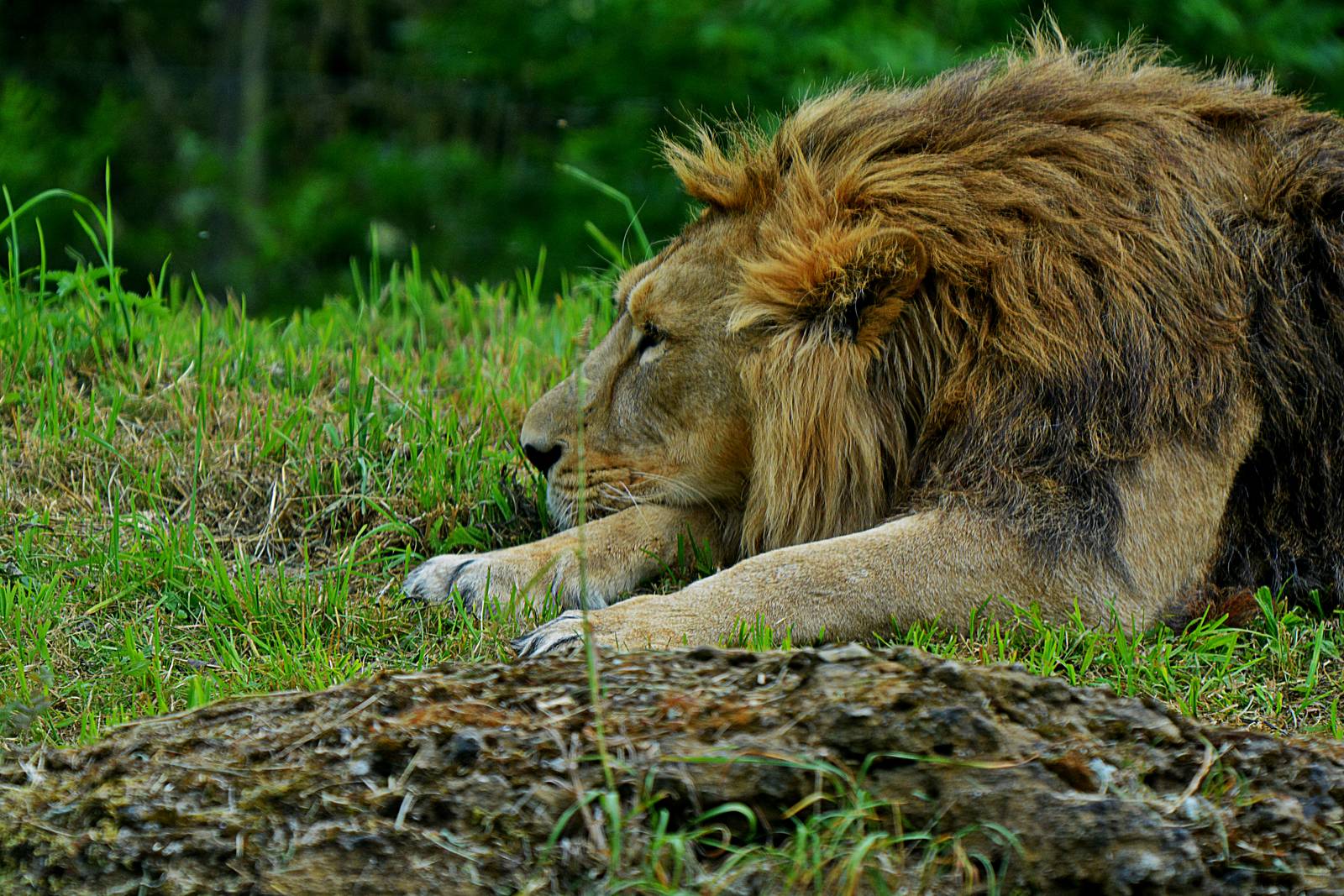 ASIATIC LION