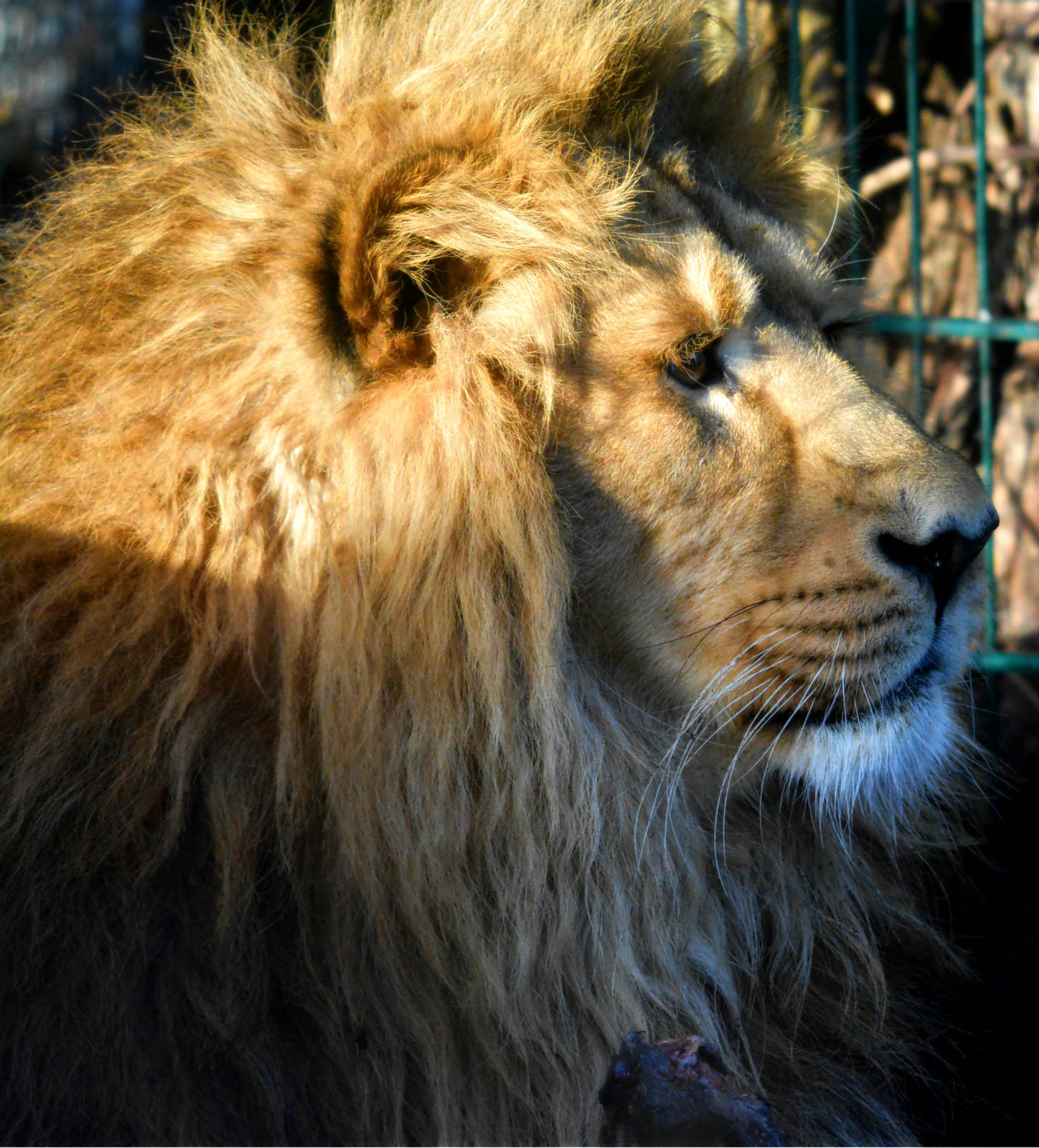 ASIATIC LION