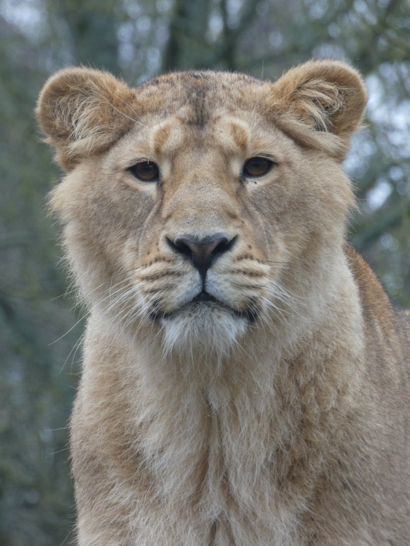 Asiatic Lion
