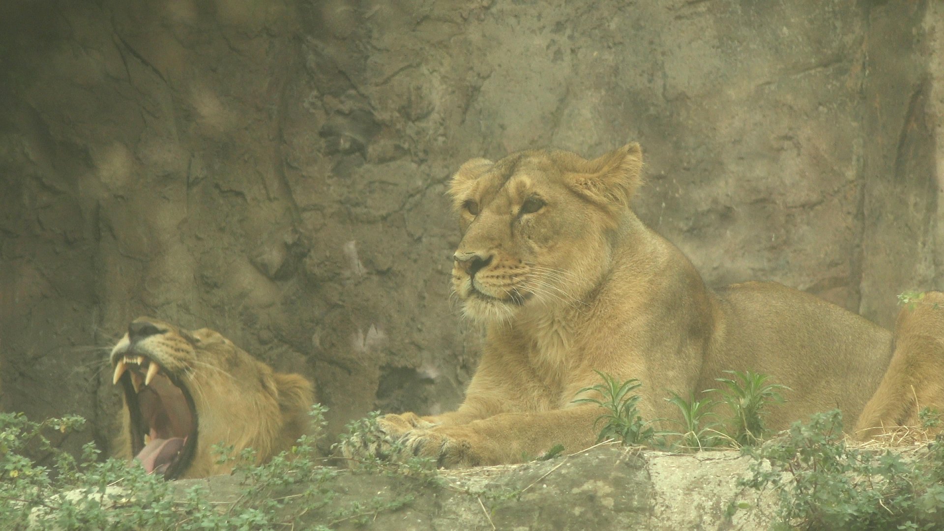 Asiatic Lion