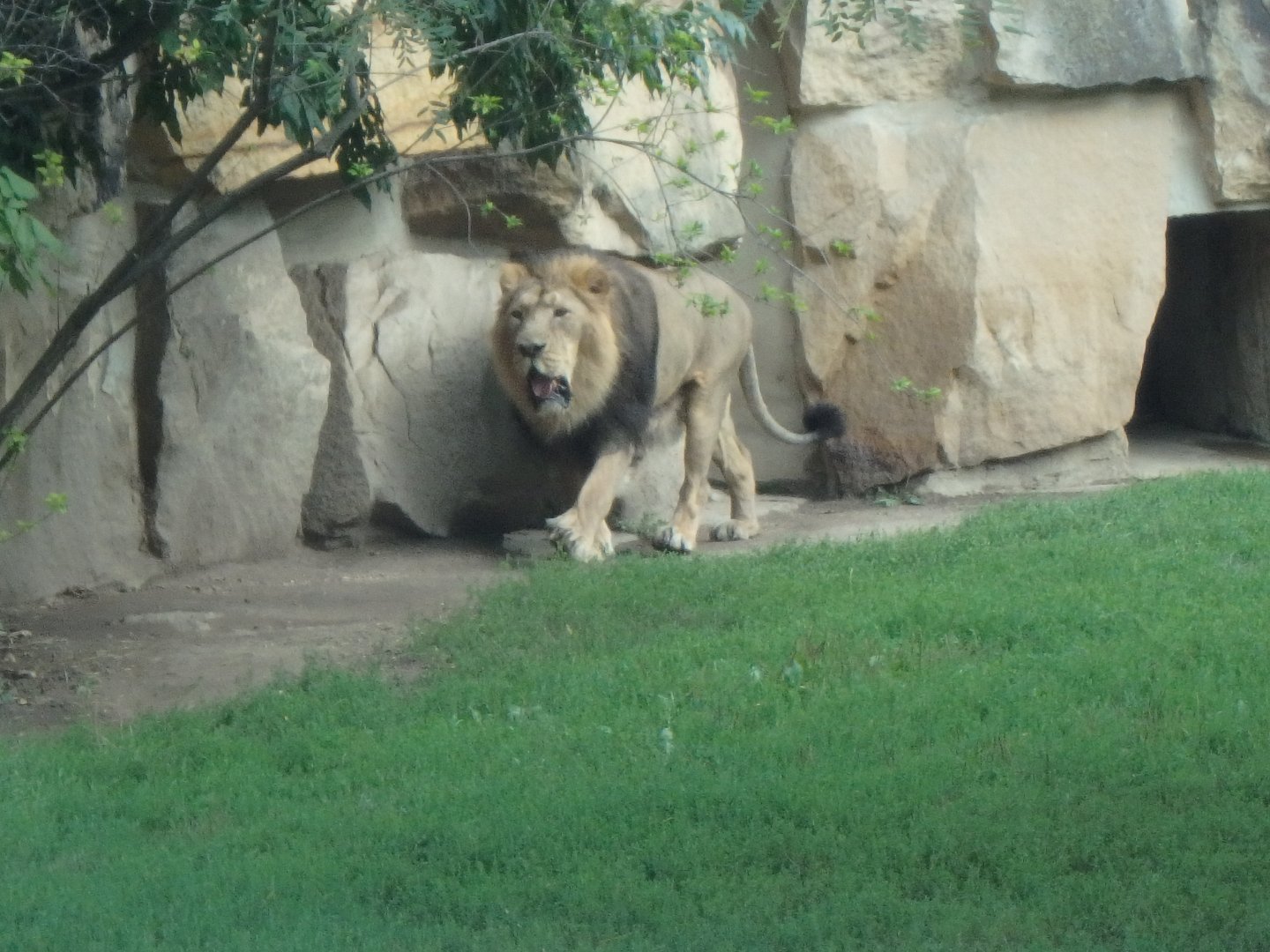 Asiatic lion